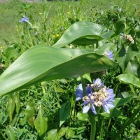 Pontederia hastata L.